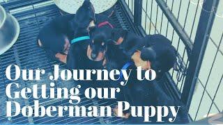 Our Journey to getting our Doberman Puppy I Doberman Pinscher I VLOG