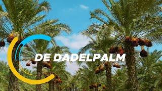 De Verkenners 56: De dadelpalm