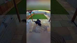 Funny dog