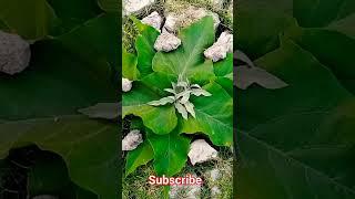 #nature craft #nature cratfing with saloni #paper craft idea #nature craft idea #viralshort