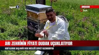 Arı Zehrinin Fiyatı Dudak Uçuklatıyor | Hobi Olarak Başladığı Dede Mesleği Servet Kazandırıyor