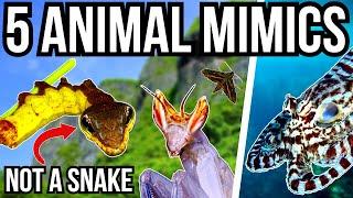 5 Impressive Animal Mimics