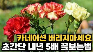 올해 카네이션 안버리고 5배 꽃보는법 초간단 완벽정리