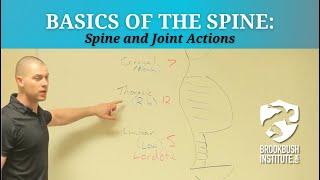 Basics of the Spine: Spine and Joint Actions