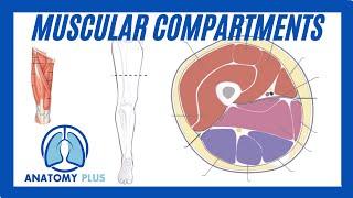 Muscular Compartments Thigh