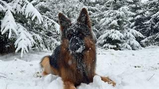 German Shepherd Enjoys First Snow Like A Kid