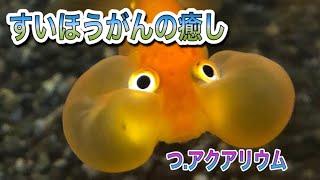 《水泡眼を飼ってみよう》 魚界最高峰の癒しを与えてくれる金魚^_^           我が家の飼育環境を紹介します