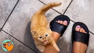 Dwarf Cat Won't Stop Meowing Until He Gets Attention | Cuddle Buddies