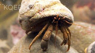 These Feisty Hermit Crabs Brawl Over Snail Shells | Deep Look