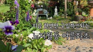 한번만 구입하면 되는 노지월동 여름 화초/여름정원에 꼭 있어야 하는 화초/도심속 주택정원 /작은정원에 화초키우기