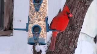 Cardinal Leaves the Church (Perch)