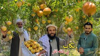 Sweet Seedless Pomegranate | Tagab Kapisa Afghanistan | د تګاب بی دانه او خواږه انار