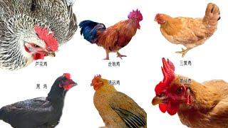 常見雞的品種，Chicken breeds，這7種雞肉原來區別這麼大，教你營養好吃的做法