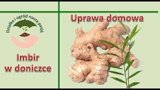 Imbir w doniczce - uprawa domowa