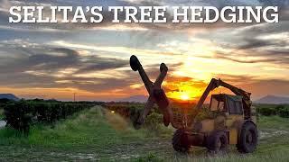 Mango tree hedging.Afron tree hedges.Far North Queensland.Drone footage @tonyzuff5767