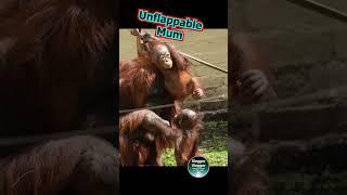 Unflappable Mother #motherhood  #orangutan