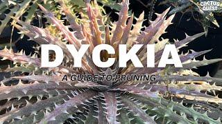 Giving plants from Brazil haircuts / Big Dykia energy #Pitcairnioideae + special guest