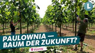 Von 0 auf 4 Meter in einem Jahr: rettet Paulownia-Baum unser Klima? | WDR Lokalzeit Land.Schafft.