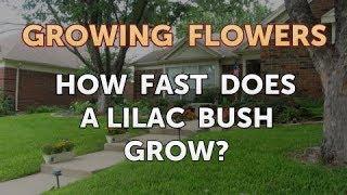 How Fast Does a Lilac Bush Grow?