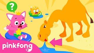 Did you know that Pandas eat all day long? | Fun Facts about Animals! | Learn with Pinkfong