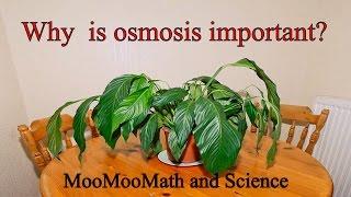 Why is osmosis important ?