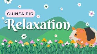 Guinea Pig in the Garden: A Relaxing Video for Pets