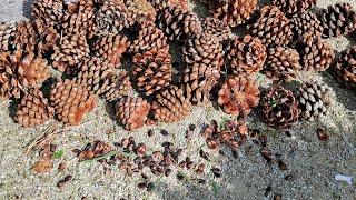 Big Domestic / Stone Pine (Pinus pinea) Harvest in Germany