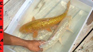 24k GOLD Koi FISH WORTH $1,000s! **BUYING via DARK WEB**