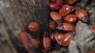 КЛОПЫ КАННИБАЛЫ красноклопы красные солдатики the FIREBUG CANNIBALS Pyrrhocoris apterus