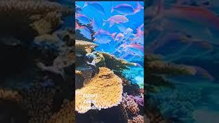 Coral reef ecosystem