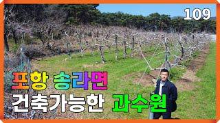 건축가능한 전원주택지로도 좋은 포항토지 송라면 과수원 매매 | 109