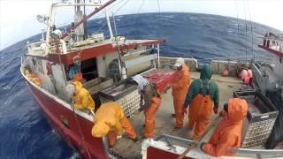 WILD CAUGHT (2012 Sword-fishing Documentary)