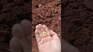 kavun ekimi (ocak usulü) melon plantation