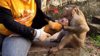 Abandoned Rusty Meet Jolie What Happen | Rescue Abandoned in forest | Do love Baby Primate Macaque