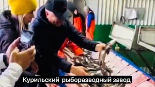 Курильский рыбоводный завод