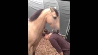 Mutual grooming - BnF Horsemanship