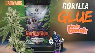 Gorilla Glue Auto – Strain Review - Die KRASSESTE Autoflower?  Anbau, Wirkung & Tipps!