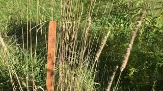 Phleum pratense / Common timothy and Dactylis glomerata / Orchard grass