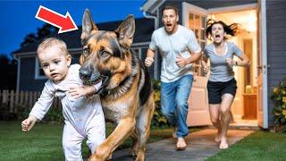 German Shepherd Drags Sleeping Baby Out Of House At 3am, Parents Follow In Shock!