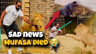 Mufasa Died  Bohat Dukh Hua | Sher Ko ghar main kesy rakha jata ha Dekhen | Asif shero wala