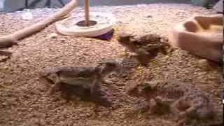 Desert Horned Lizards (phrynosoma platyrhinos) eating dubia roach nymphs