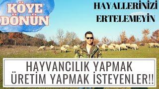 HAYVANCILIK YAPMAK MI İSTİYORSUN ? ÜRETİM YAPMAK - ÇİFTLİK KURMAK- ŞEHİRDEN KAÇMAK İSTEYENLER !!