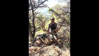 Giant Old Mule Deer With The Mathews Vertix!