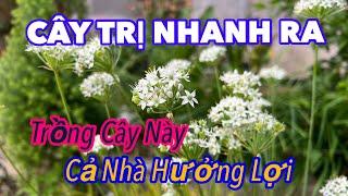 Cây Trị NHANH RA, Trồng 1 Cây CẢ NHÀ Được HƯỞNG LỢI | CTVC