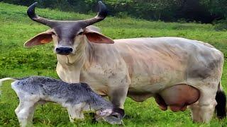 Brazil's Best Cow Breed | Guzera Cow | Complete Documentary By AJ Cattle info