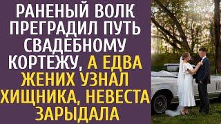 АУДИОИСТОРИЯ: Раненый волк преградил путь свадебному кортежу