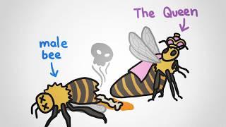 Why There Are No King Bees