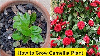 Camellia ka paudha kaise lagaye | Plant Care kaise karna hai | How to grow and care Camellia plant |