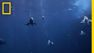 Meet the Underwater Torpedo Bird | National Geographic