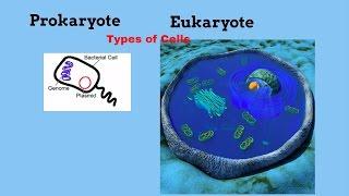 Prokaryotic and Eukaryotic cells -Types of Cells